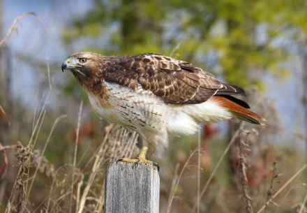Red-tailed hawk on post